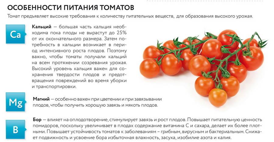 Можно ли детям помидоры: какие, с какого возраста