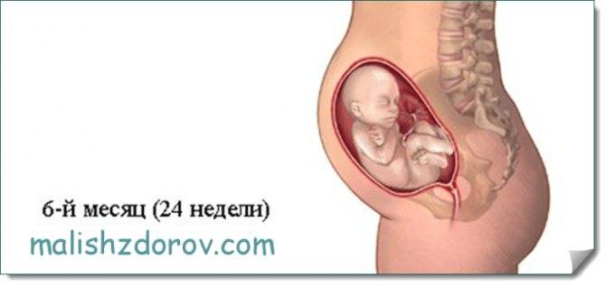 Беременность 24 недели