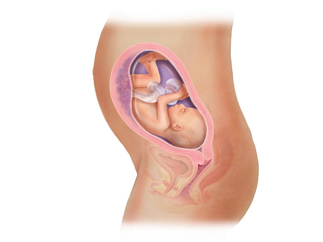 26 неделя беременности: ощущения, признаки, развитие плода