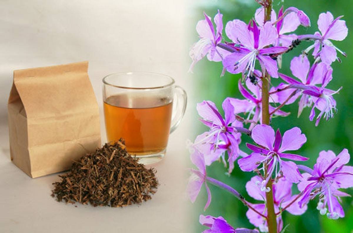 Можно ли кормящей маме пить иван-чай: полезные и вкусные рецепты