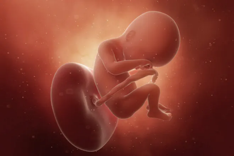 19 неделя беременности: что происходит с малышом и мамой, развитие плода и ощущения женщины, шевеления, фото